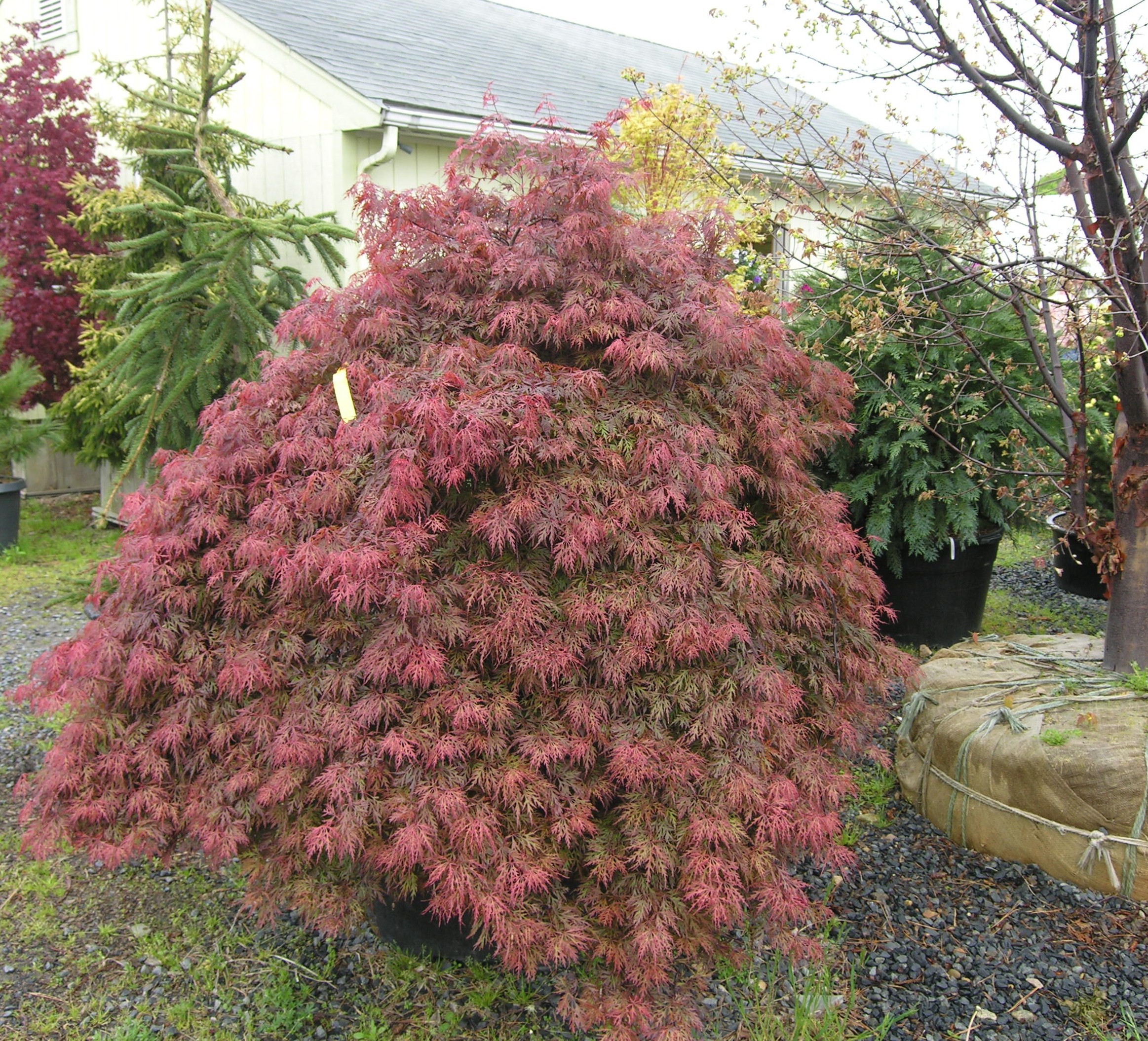 Orangeola Laceleaf Japanese Maple | Katsura Gardens